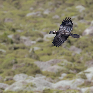 Bale Mountains - Sanetti - Thick-billed raven